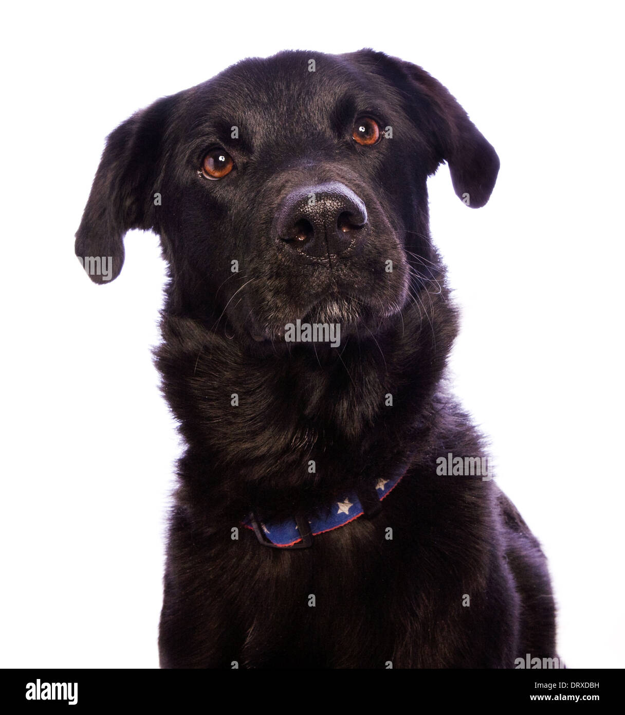 Süße schwarze Köter Hundekopf geschossen isoliert auf weiss Stockfoto