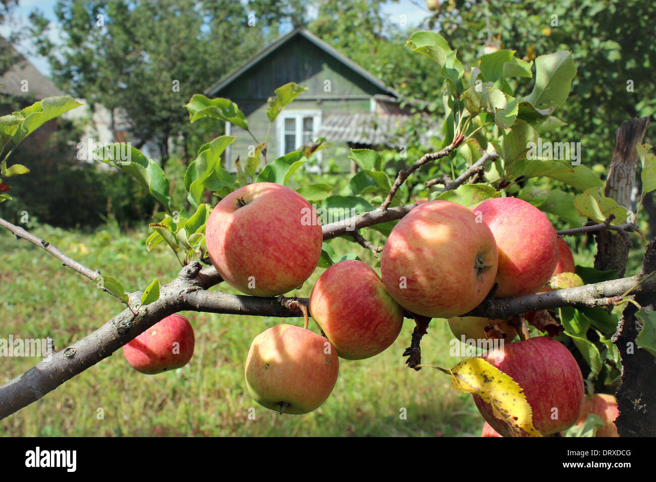 sehr lecker und reife Äpfel am Baum hängen Stockfoto