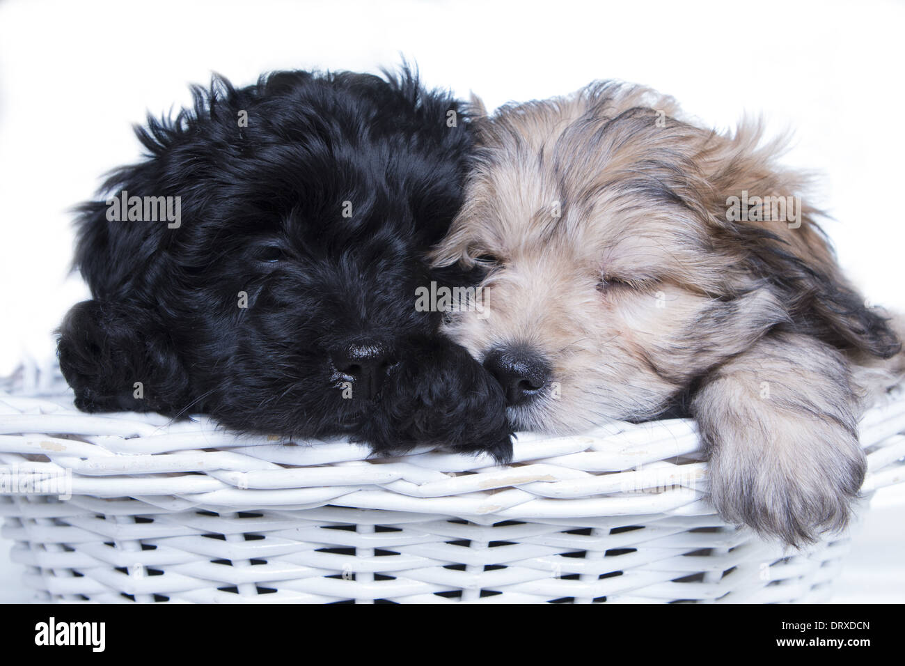 Zwei Aussie doodle Welpen schlafen im weißen Korb auf weißem Hintergrund Stockfoto