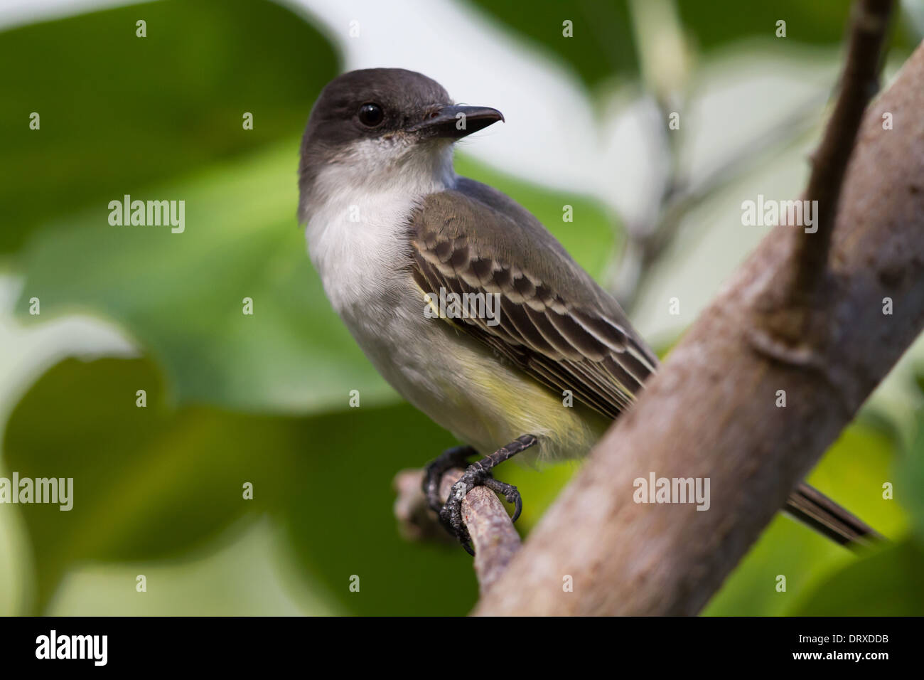 Unechte Kingbird (Tyrannus Caudifasciatus) Stockfoto