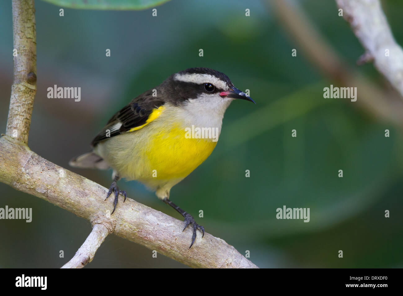 Bananaquit (Coereba Flaveola), Grand Bahama, Bahama-Inseln Stockfoto