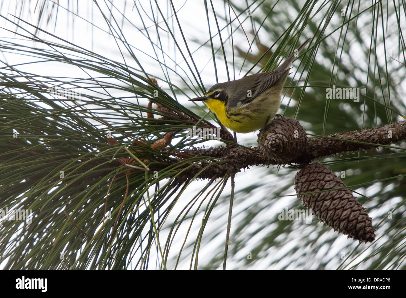 Gelb – Throated Warbler (Dendroica Dominica Flavescens) thront auf einem Tannenzapfen in einer Tanne Stockfoto