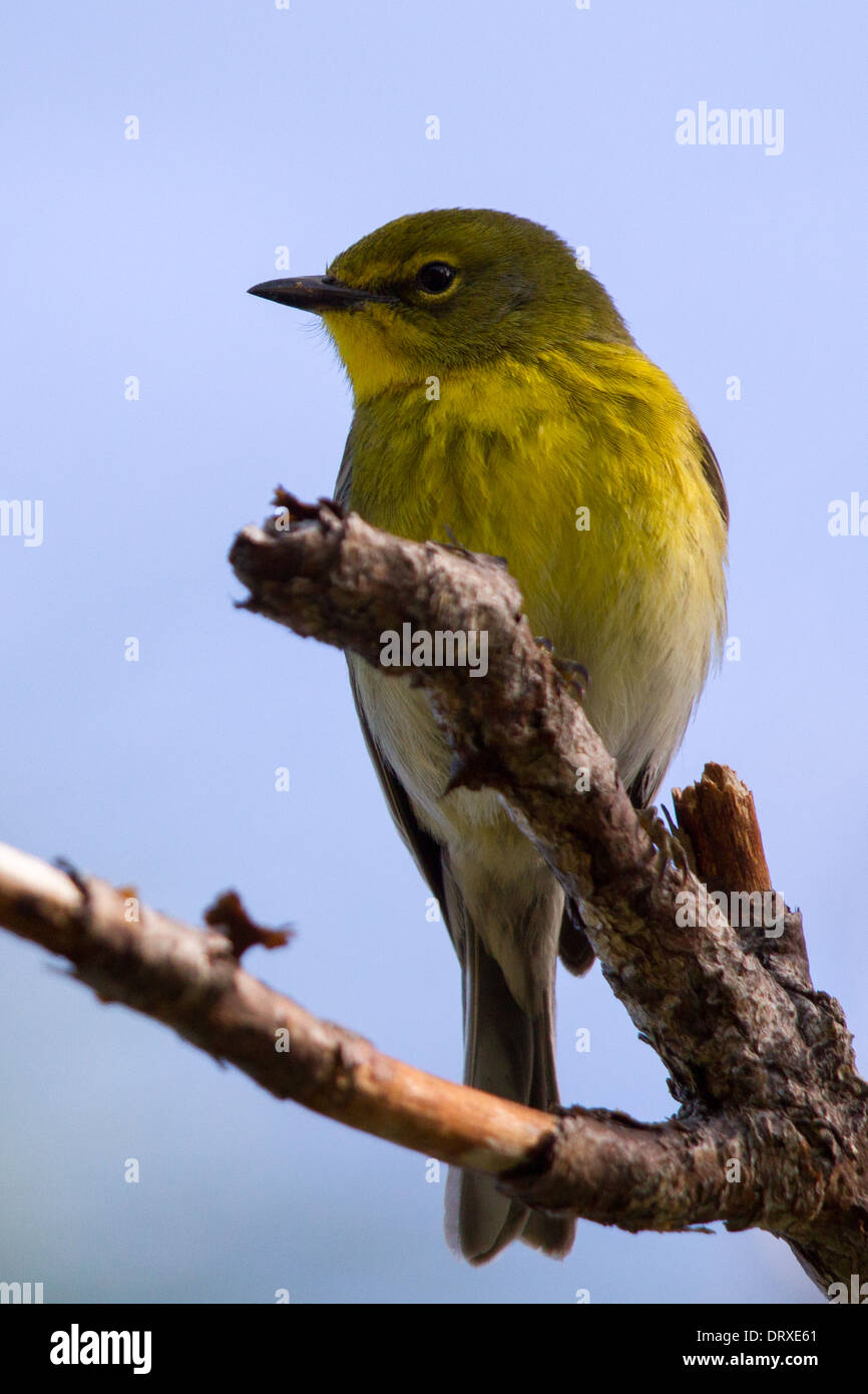 männliche Kiefer Warbler (Dendroica Pinus) Stockfoto
