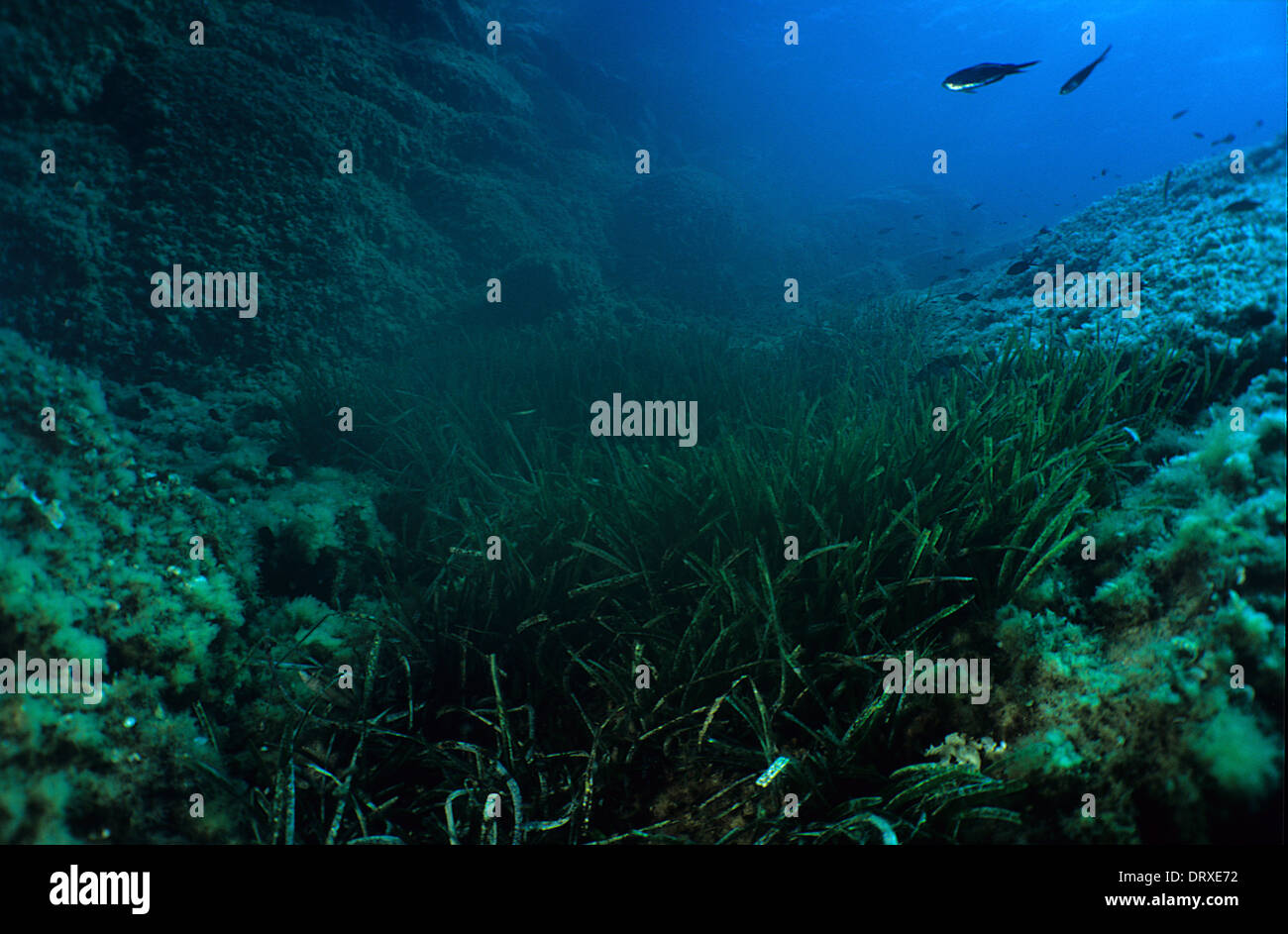 Neptun-Grass oder Mittelmeer Tapeweed Posidonia Oceanica, Insel Giglio, Toskana, Italien, Mittelmeer Stockfoto