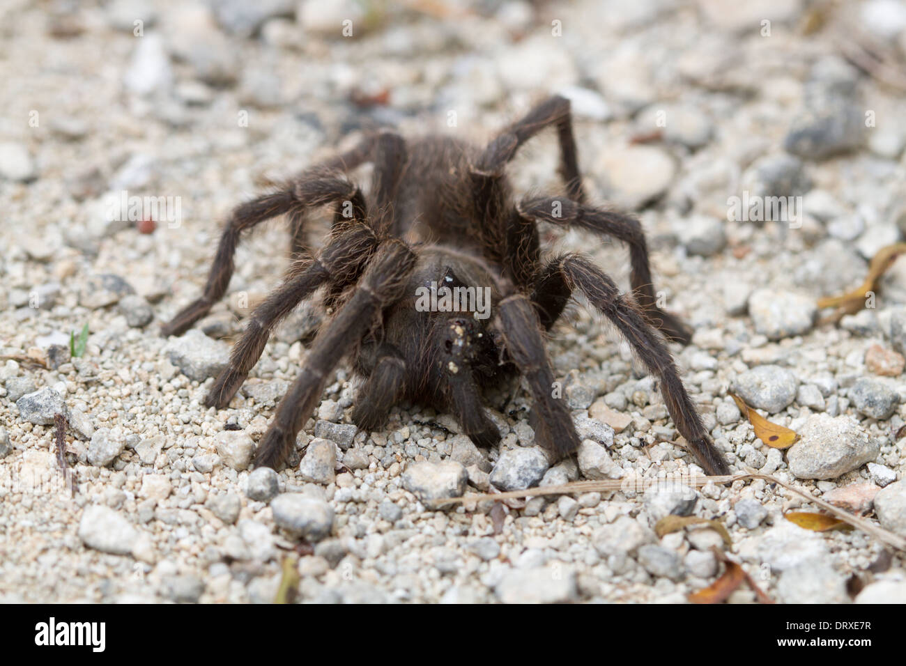Moribund Bahama Tarantula (Cyrtopholis Bonhotei) finden Sie auf Eleuthra, Bahama-Inseln Stockfoto