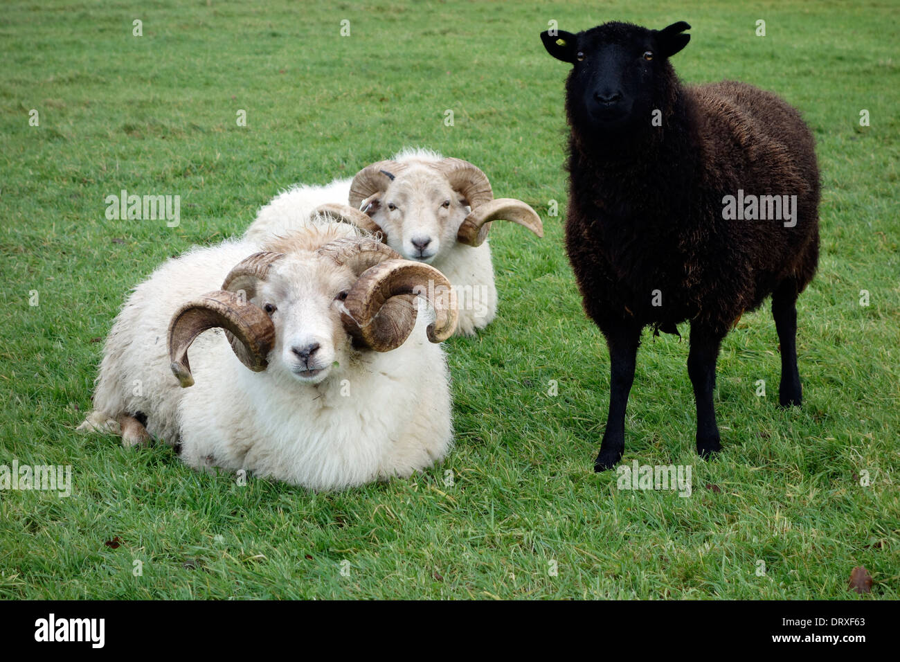 Wiltshire Horn Schafe mit prächtigen Hörner Stockfoto