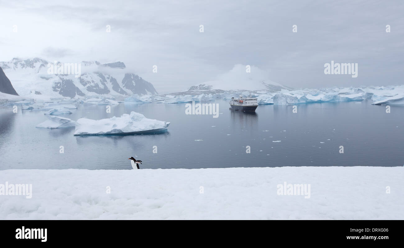 Der einsame Pinguin - Gentoo Penguin zu Fuß vor Schiff angedockte in antarktische Gewässern Stockfoto