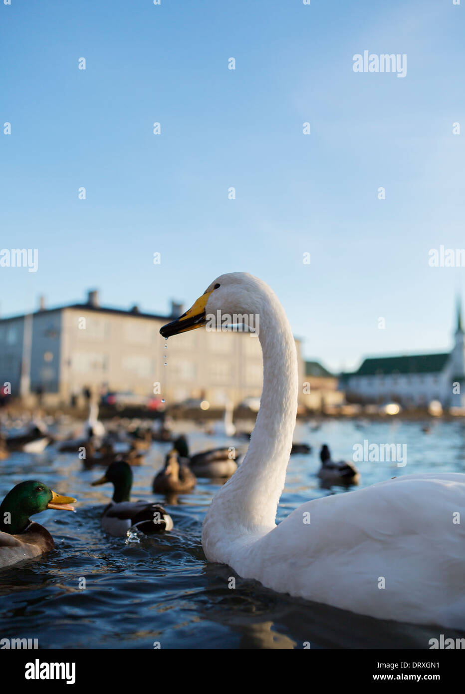 Schwäne und Enten, Reykjavik, Island Stockfoto