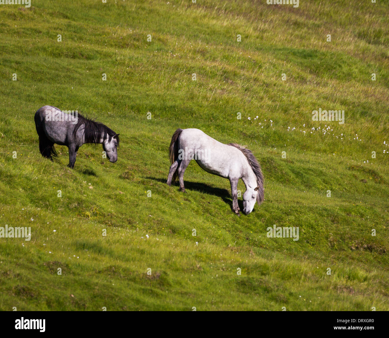 Pferde grasen, Sommer, Island Stockfoto