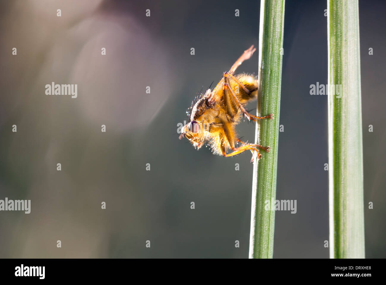 Orange mit roten Augen auf Grünpflanze Stroh fliegen Stockfoto
