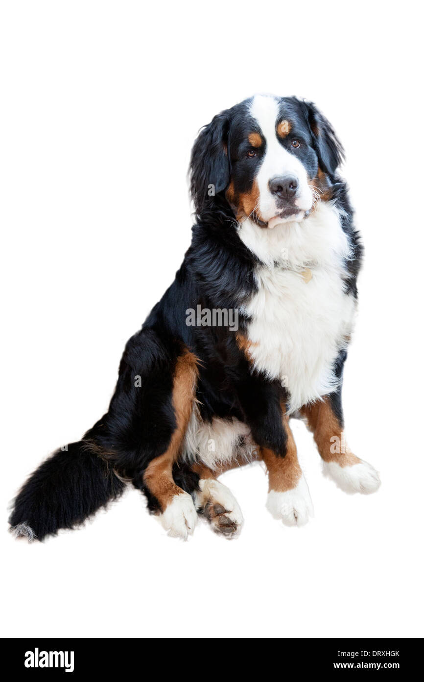 Sitzenden männlichen Berner Sennenhund Stockfoto