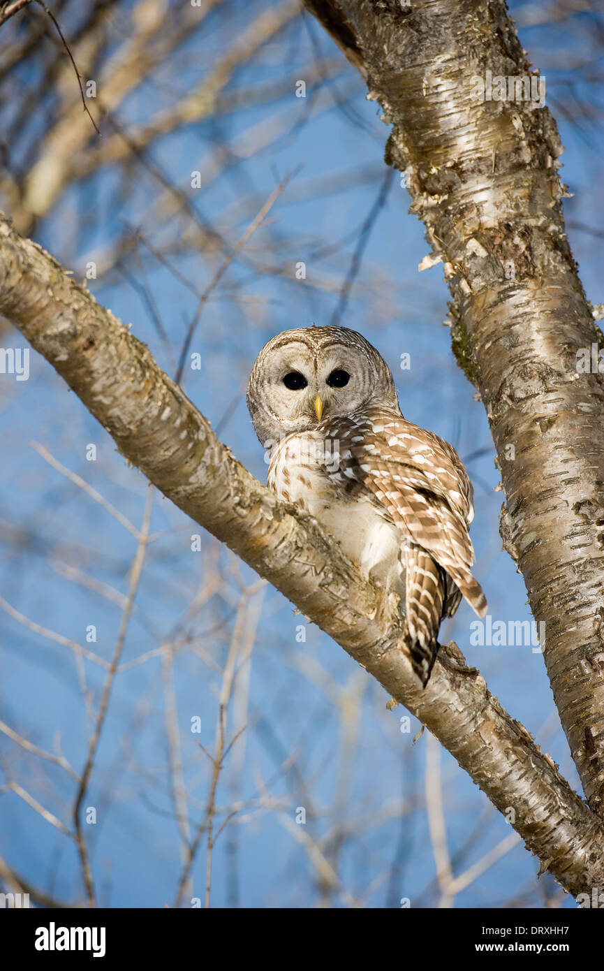 Eine Eule sitzt auf einem Ast der Birke. Stockfoto