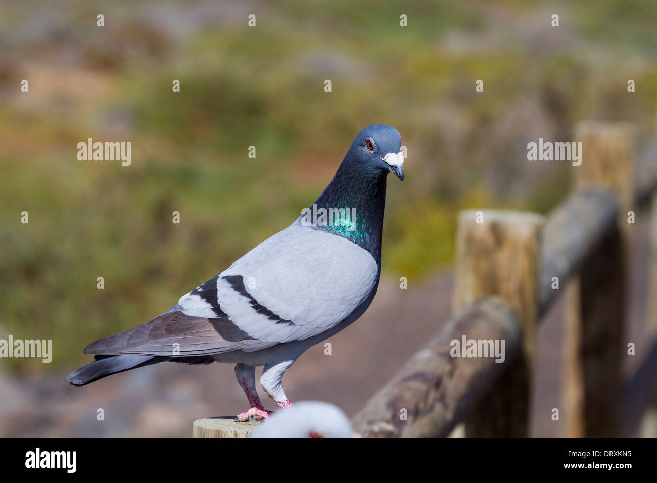 Schone Taube Stockfotos Und Bilder Kaufen Alamy