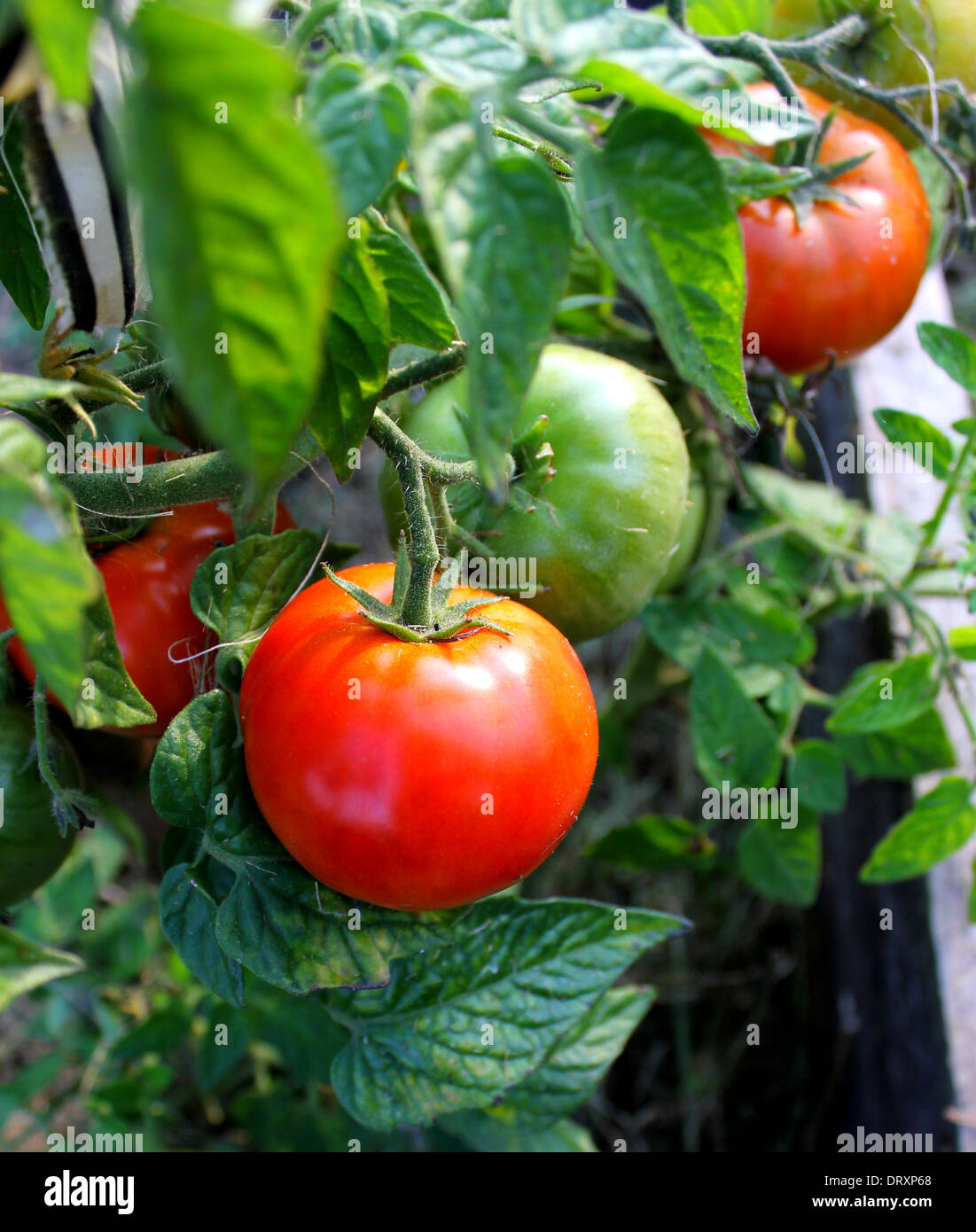 Tomatenpflanze Stockfoto