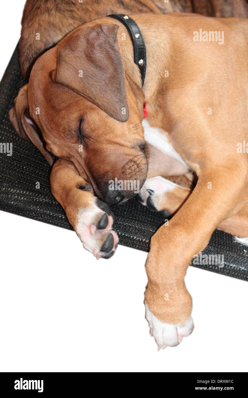 Schlafende Welpen im Animal Rescue zur adoption Stockfoto