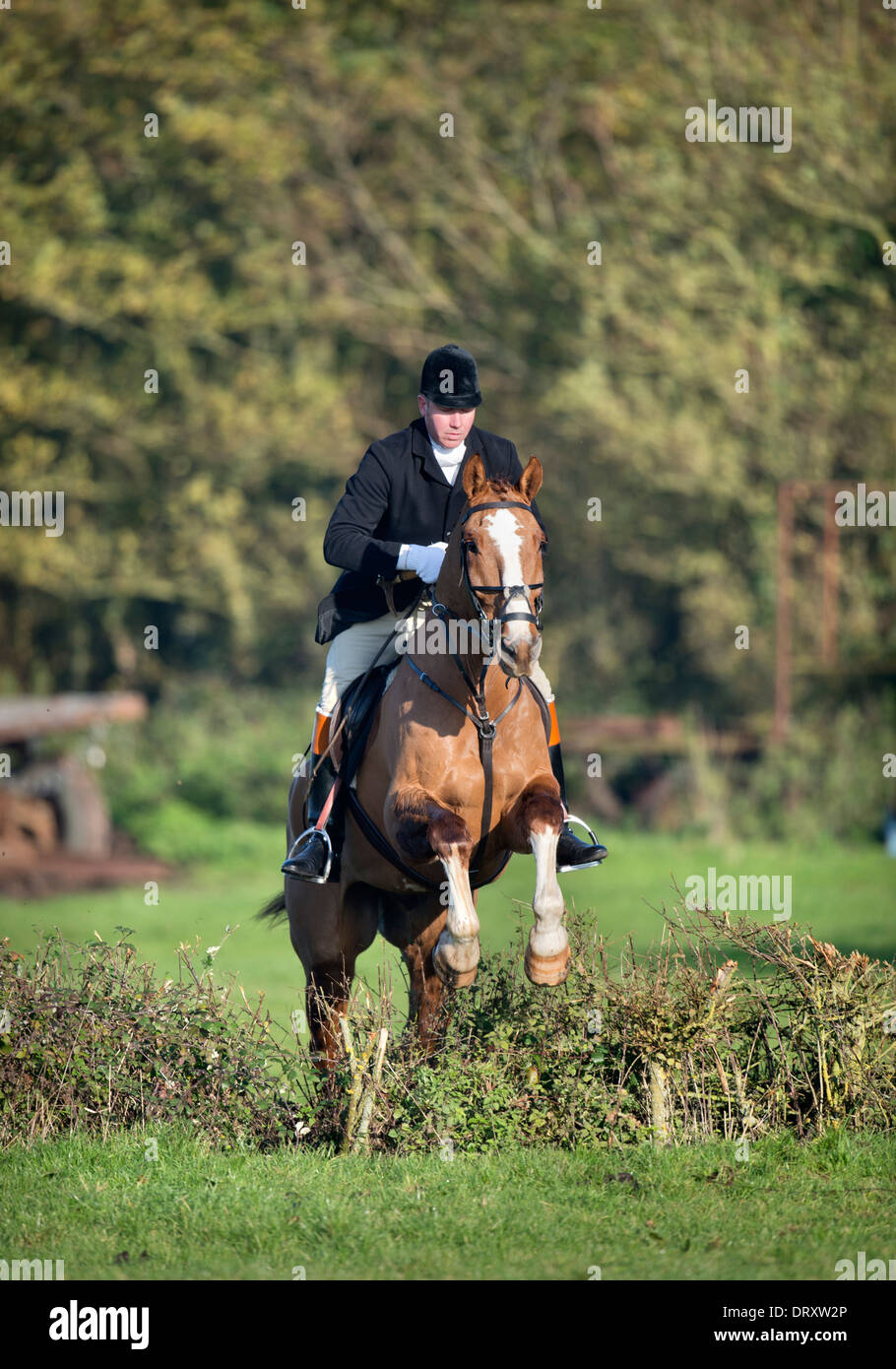 Ein Reiter nach Berkeley Jagd springt eine Absicherung bei einem November treffen in der Schinken Gloucestershire UK Stockfoto