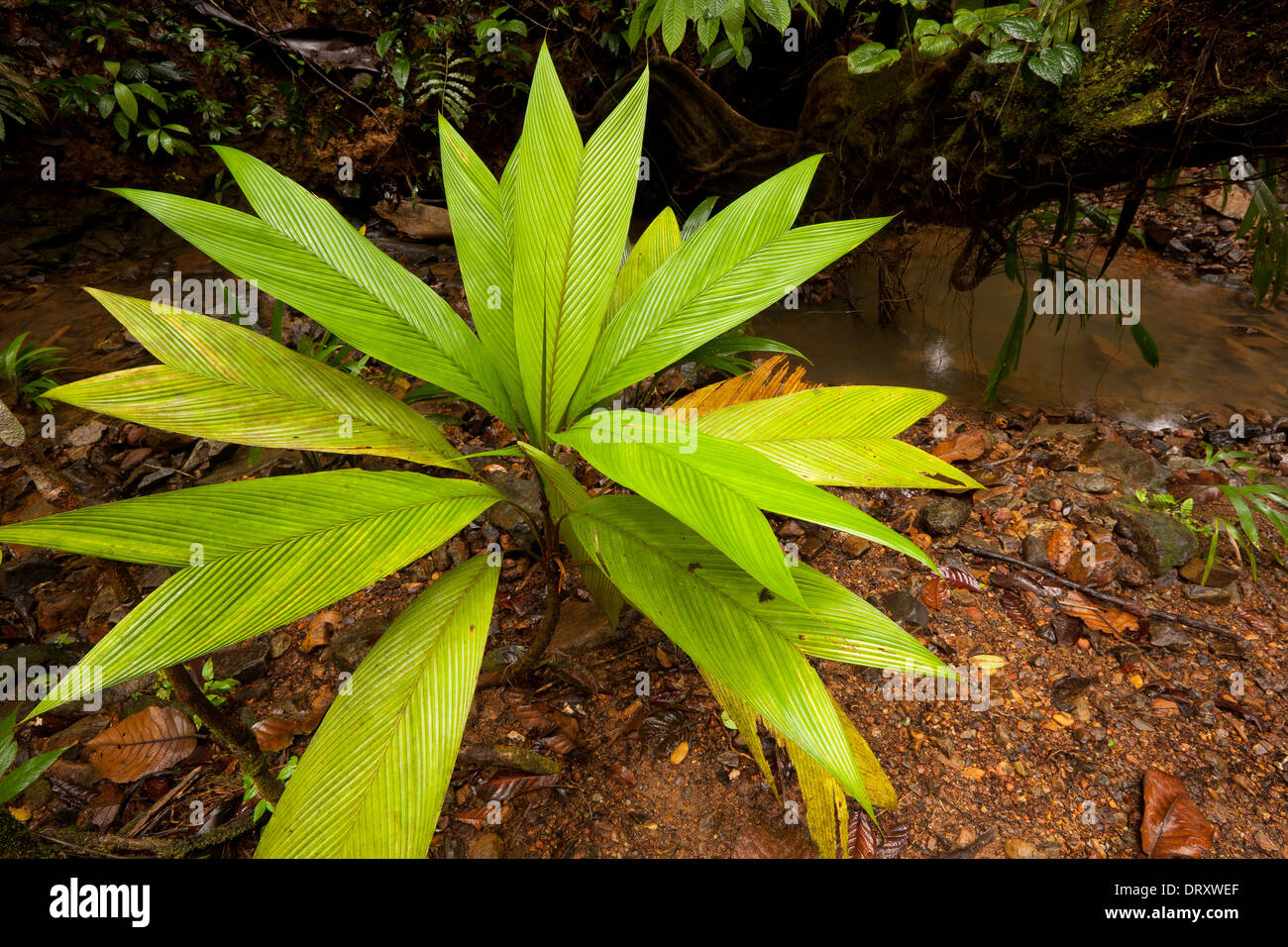 Schöne Anlage in der premontane feuchten tropischen Regenwald in Burbayar Naturschutzgebiet, Panama Provinz, Republik Panama Stockfoto
