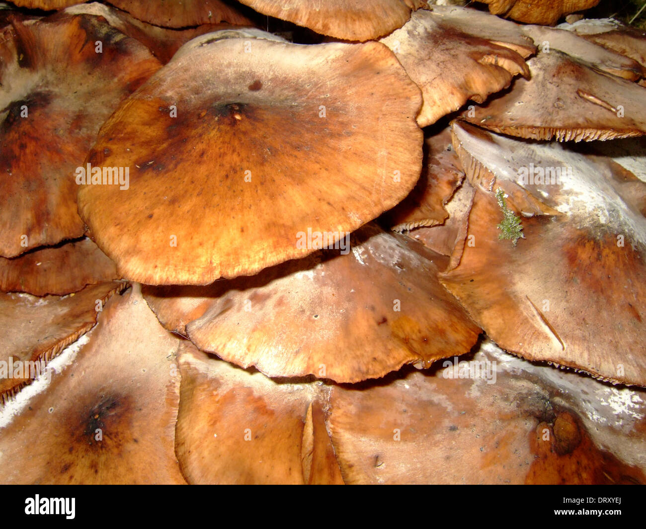 Geschichtet, Pilz Stockfoto