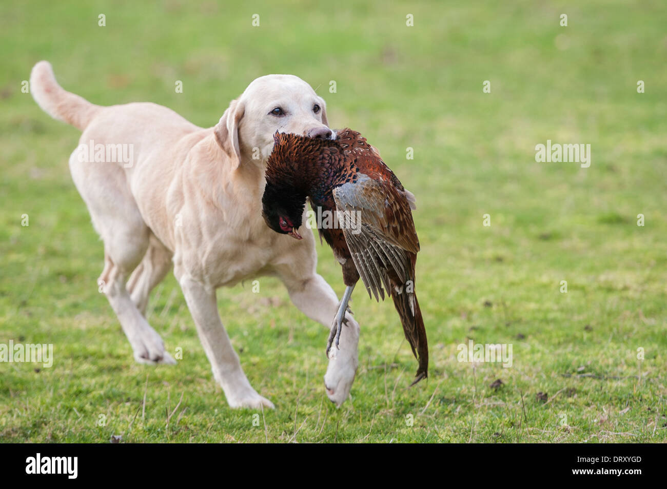 Goldener Labrador Apportierhund Fasan in Mund Stockfoto