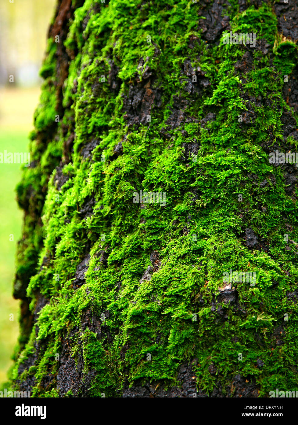 Grünes Moos auf den Stamm der Birke Stockfoto