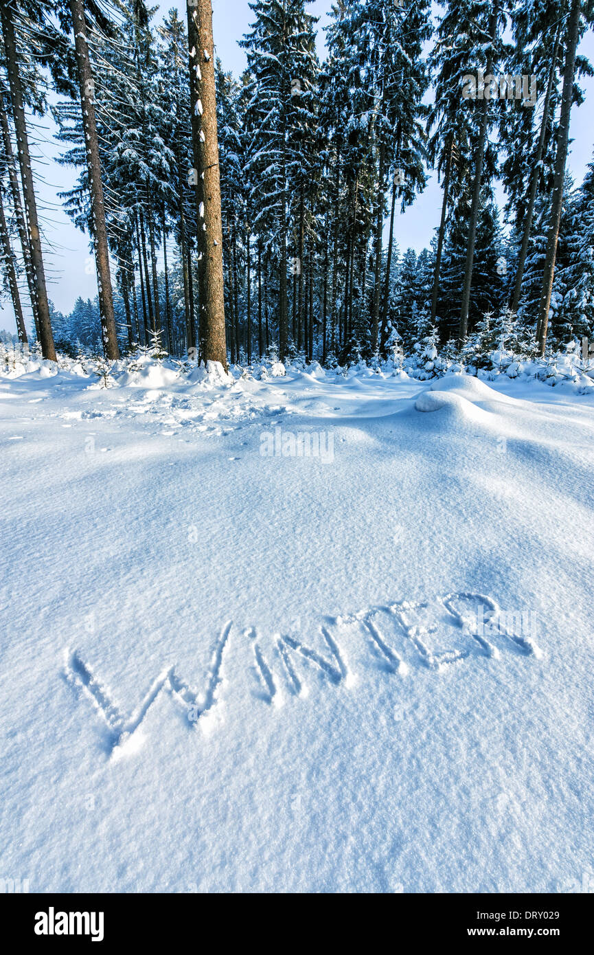 Wald mit dem Wort Winter im Schnee geschrieben Stockfoto