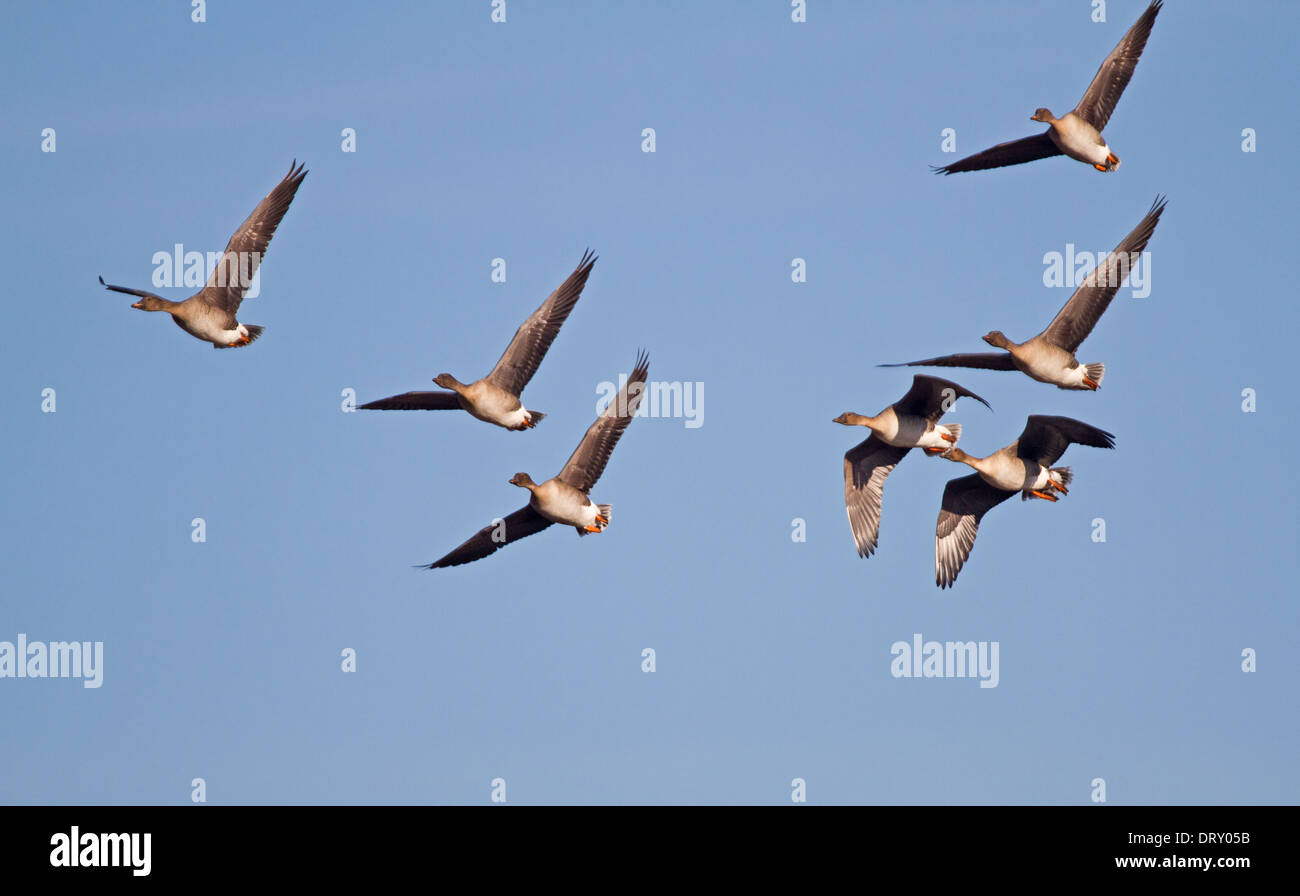 Herde von Saatgänse am blauen Himmel Stockfoto