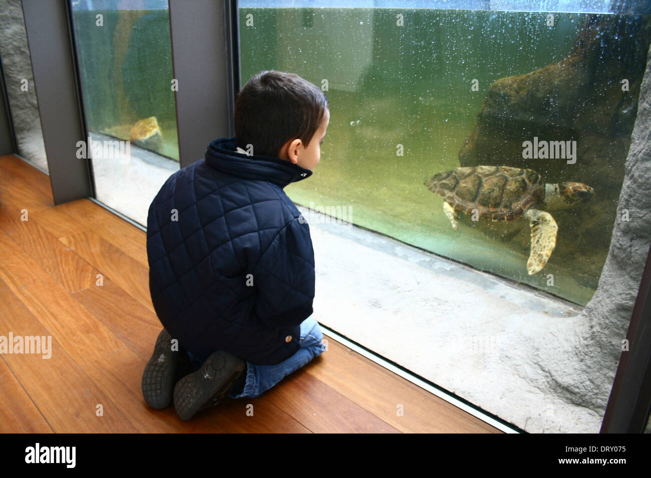Kind nimmt mit Interesse eine Meeresschildkröte Erholung Stockfoto