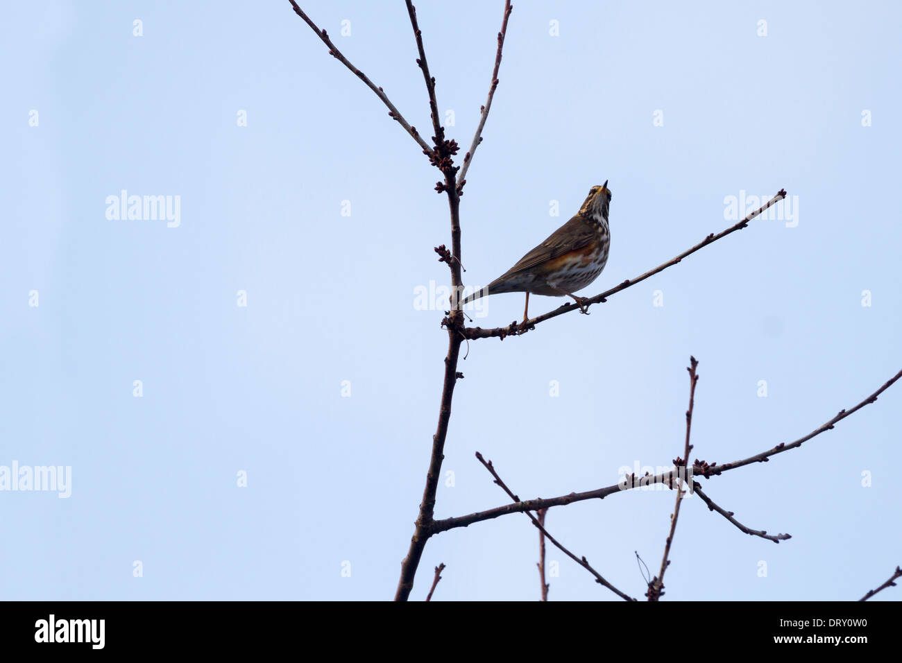 Rotdrossel (Turdus Iliacus) thront auf einem Zweig mit roten berrys Stockfoto