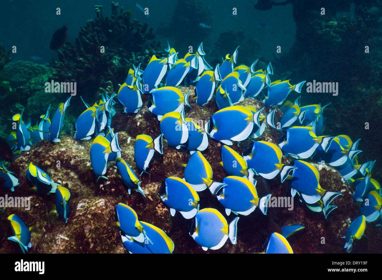 Powderblue Doktorfisch (Acanthurus Leucosternon), große Schule, ernähren sich von Algen auf Korallenblöcken. Andamanensee, Thailand. Stockfoto