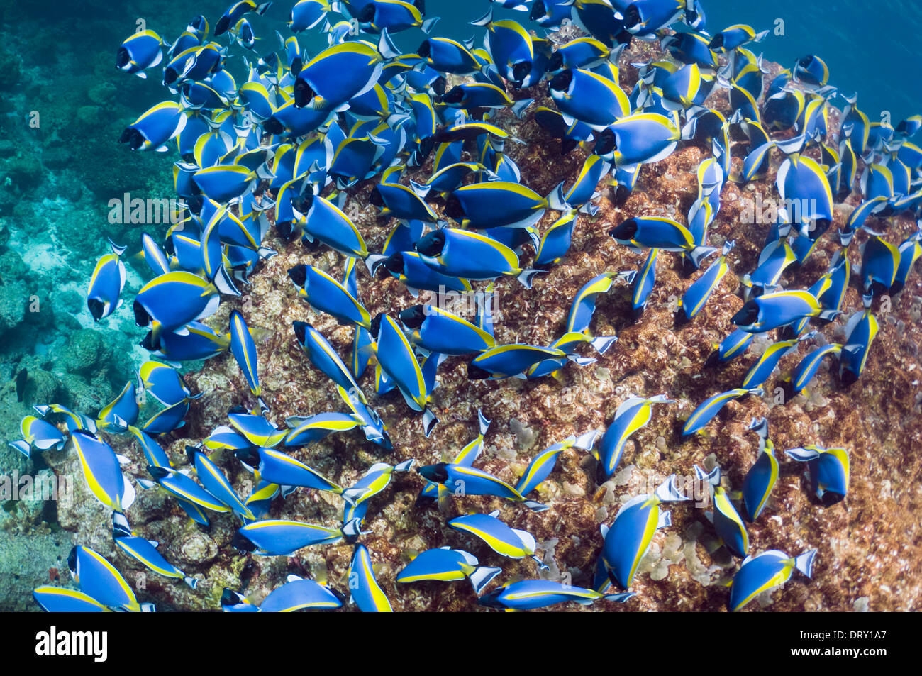 Powderblue Doktorfisch (Acanthurus Leucosternon), große Schule, ernähren sich von Algen auf Korallenblöcken. Andamanensee, Thailand. Stockfoto