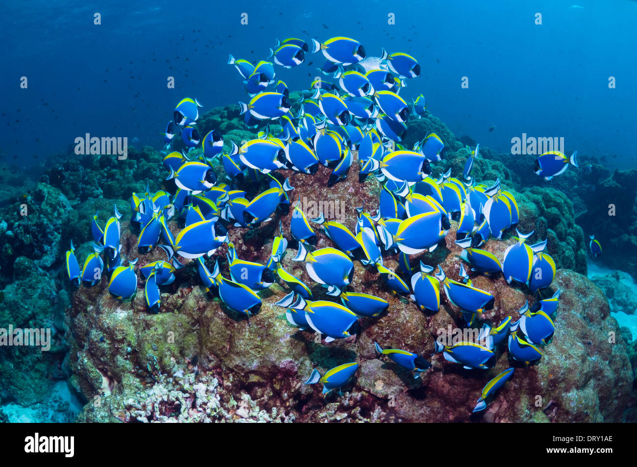 Powderblue Doktorfisch (Acanthurus Leucosternon), große Schule, ernähren sich von Algen auf Korallenblöcken. Andamanensee, Thailand. Stockfoto