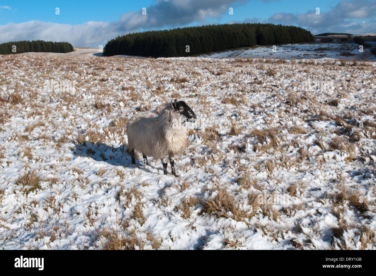 Mynydd Epynt, Powys, Wales, UK. 4. Februar 2014. Schafe warten, gefüttert zu werden. Schnee fiel auf hohe Land in Mid-Wales. Bildnachweis: Graham M. Lawrence/Alamy Live-Nachrichten. Stockfoto