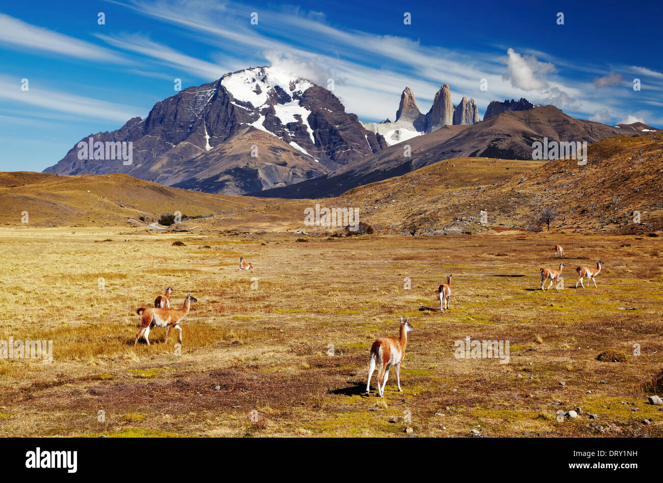 Guanako im Torres del Paine Nationalpark, Patagonien, Chile Stockfoto