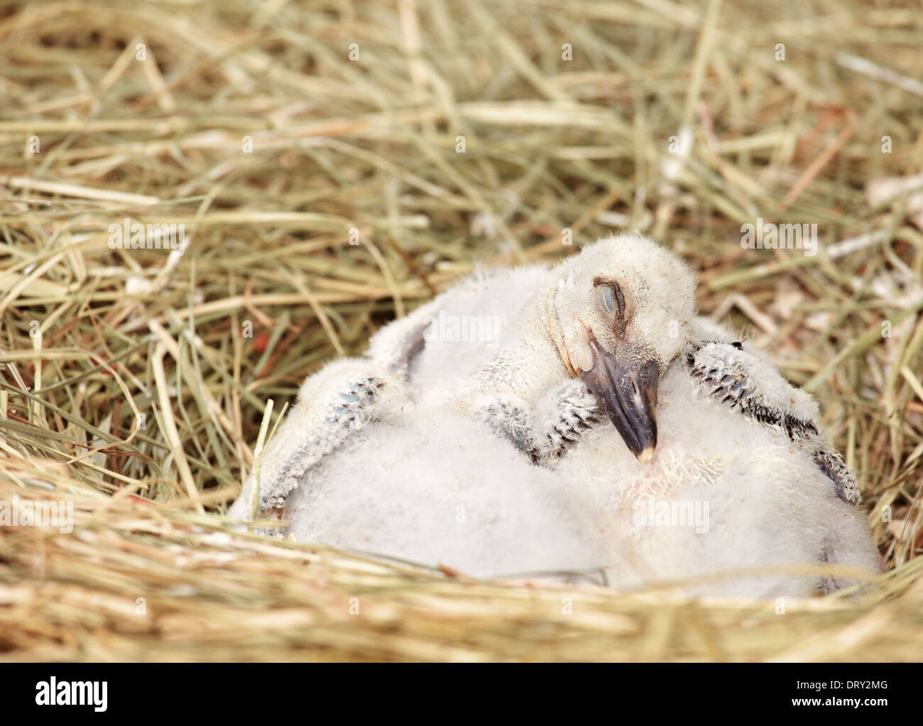 Drei baby Weißstorch (Ciconia Ciconia). Storch und Otter Schutz-Center. Hunawihr. Haut-Rhin. Das Elsass. Frankreich Stockfoto