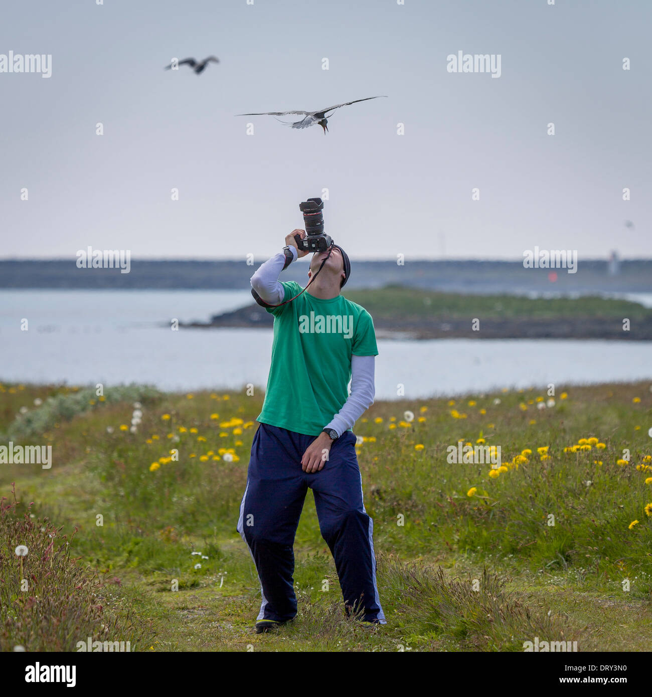 Fotografieren von Küstenseeschwalben, Island Stockfoto