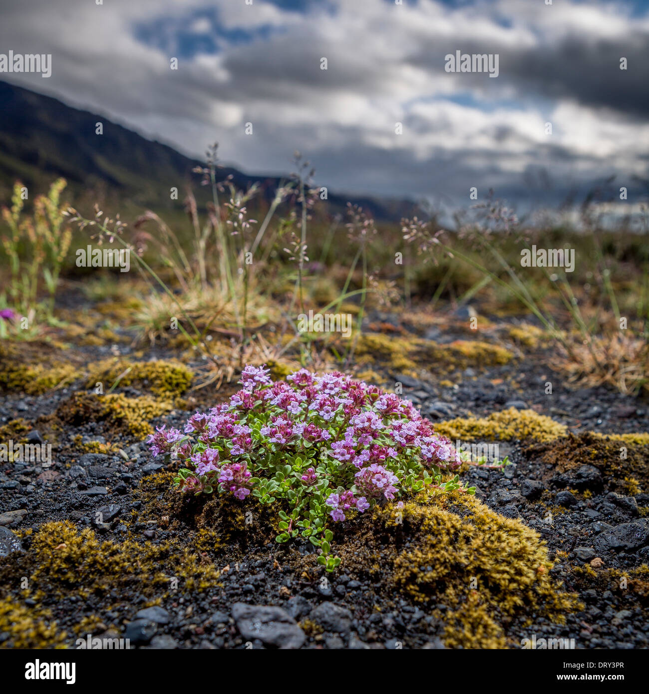 Wildblumen wachsen im Moos, Thorsmork, Island Stockfoto