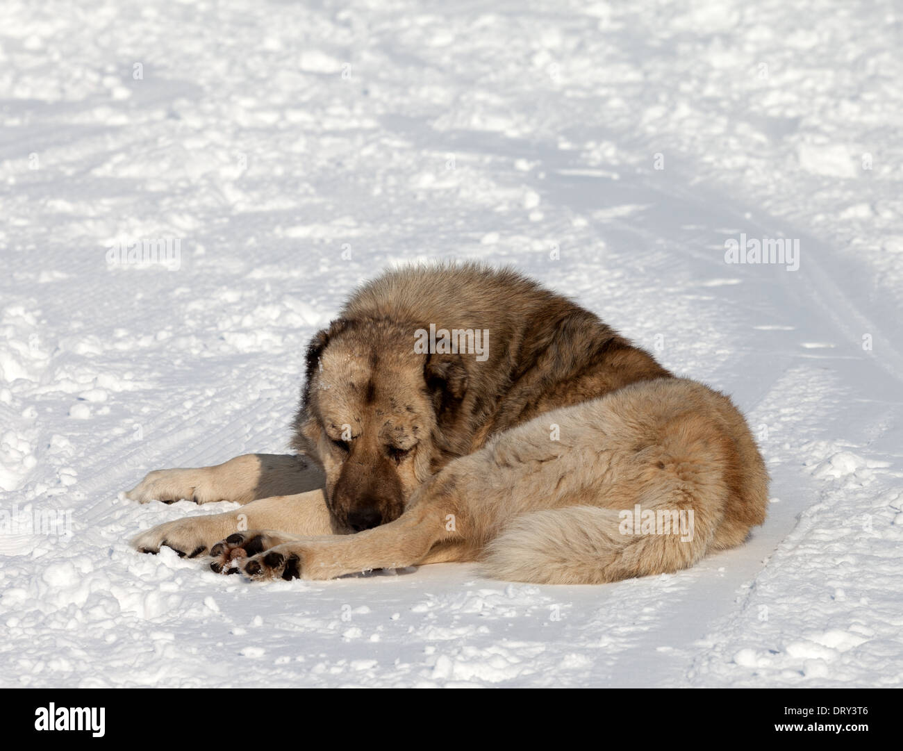 Hund schläft auf Skipiste Stockfoto