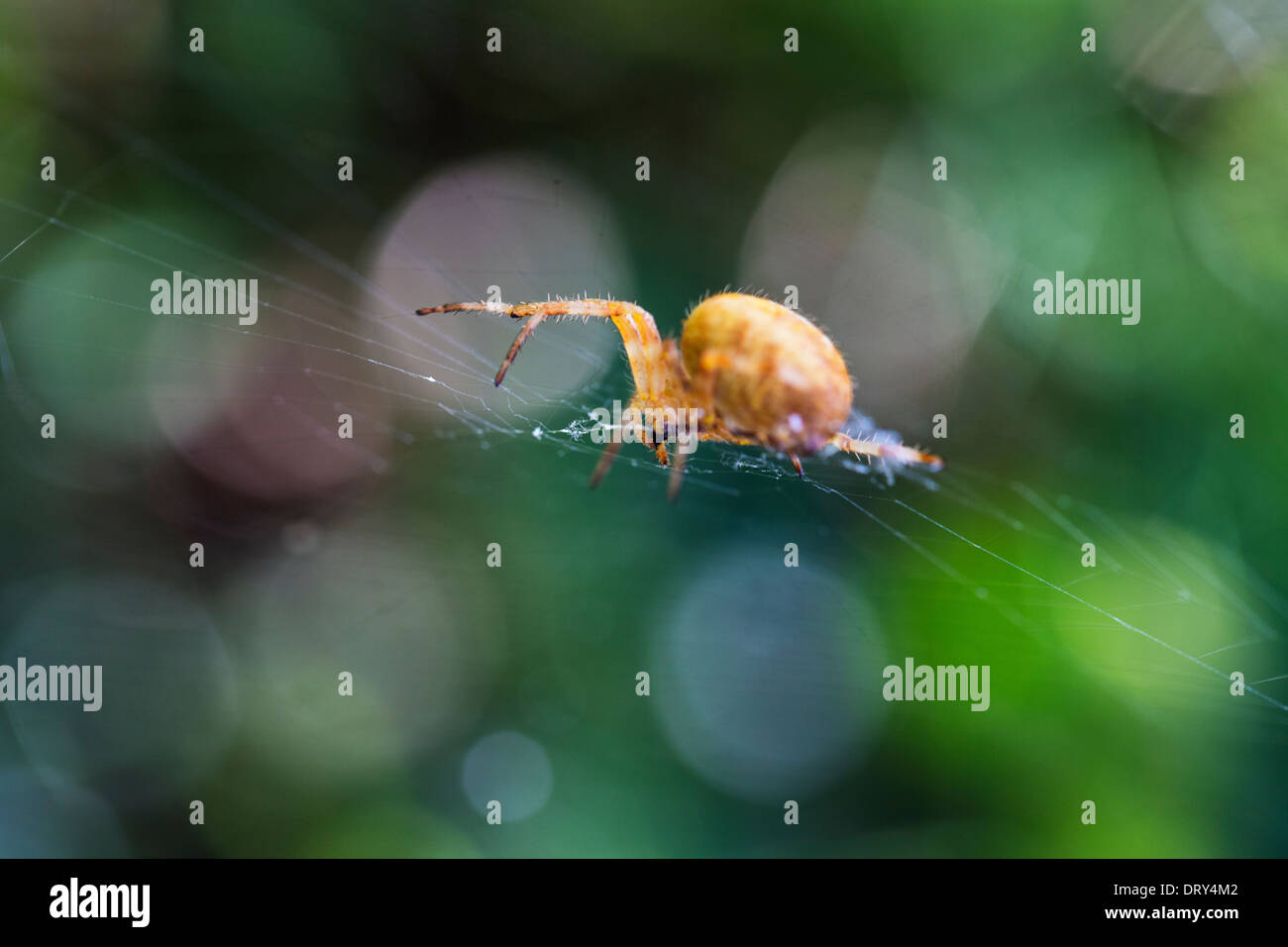 Eine gelbe Kreuzspinne Web. Stockfoto