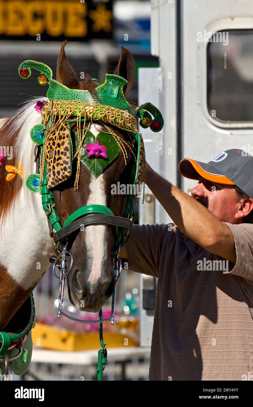 Bräutigam bereitet ein Pferd für die chinesische neues Jahr-Parade, Los Angeles, Stockfoto