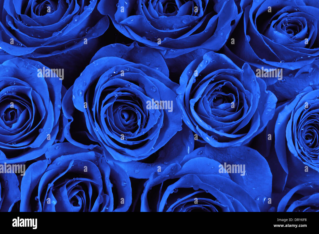 Blue roses -Fotos und -Bildmaterial in hoher Auflösung – Alamy