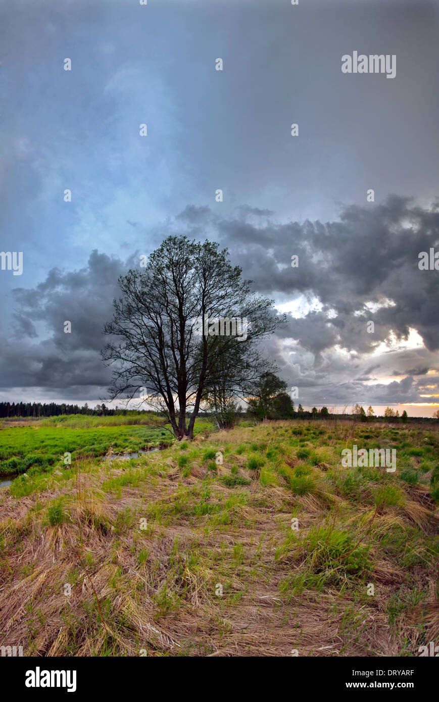 Baum im Feld Stockfoto