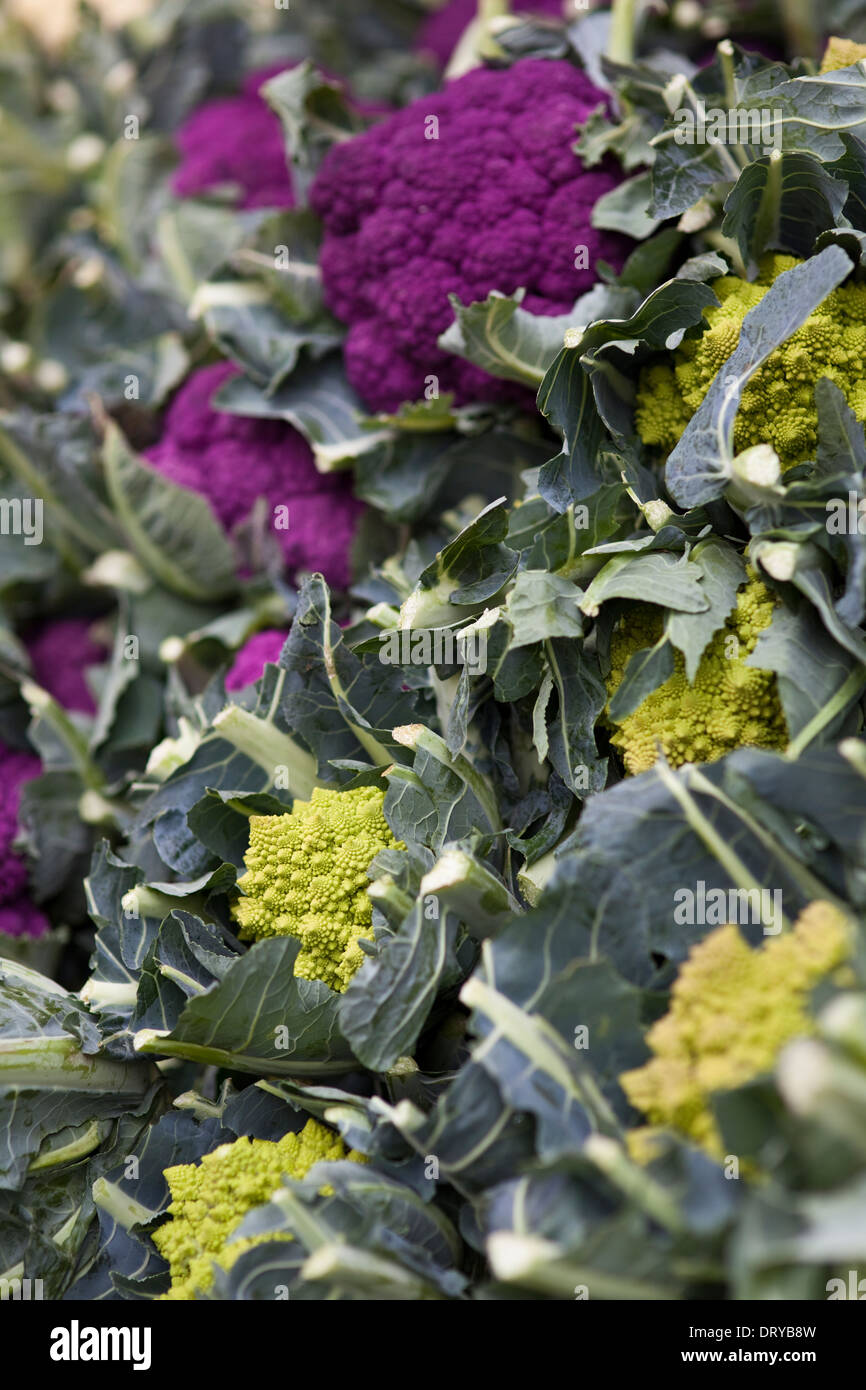 Lila und Romanesco Brokkoli hautnah an der Stroud Farmers Market, Stroud, Gloucestershire, UK Stockfoto