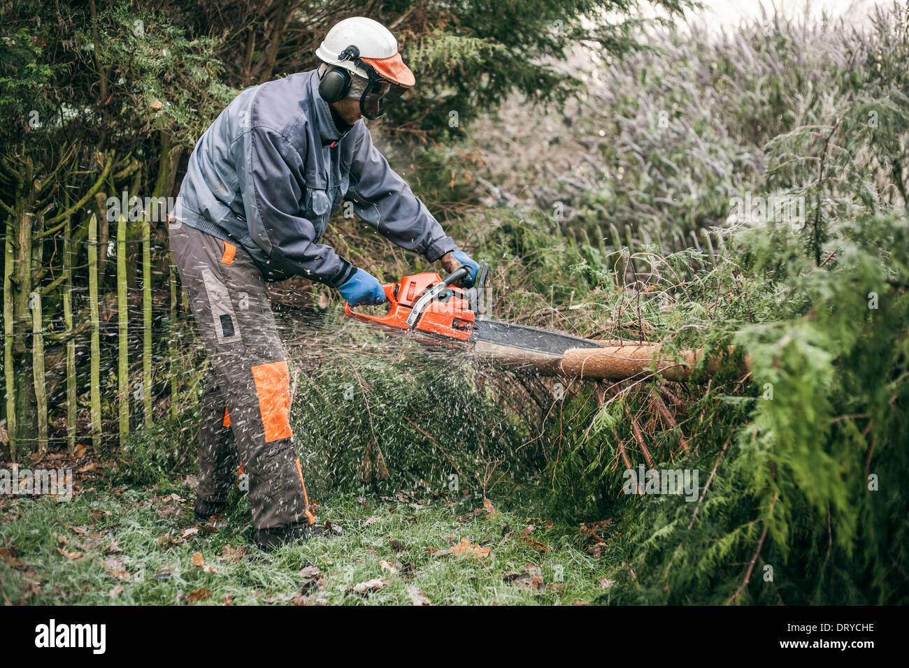 Professionelle Gärtner schneiden Baum mit der Kettensäge. Stockfoto