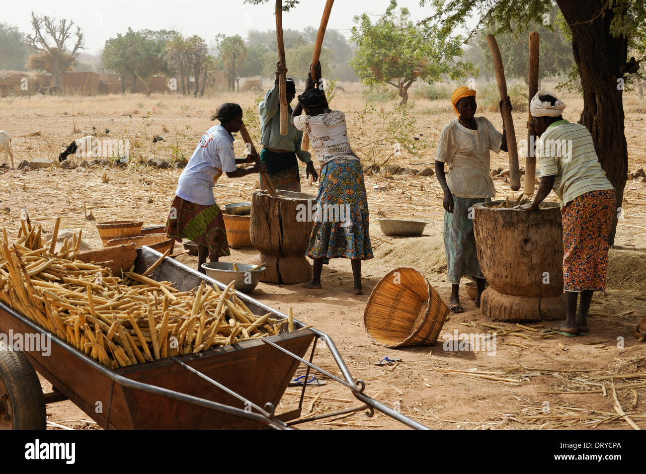 BURKINA FASO Kaya, Dorf Korsimoro, Frauen-Pfund-Hirse, der Sahel-Zone ist regelmäßig durch Dürren und Hunger betroffen. Stockfoto