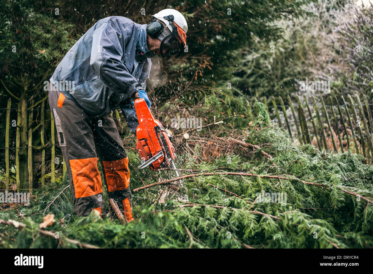 Professionelle Gärtner schneiden Baum mit der Kettensäge. Stockfoto