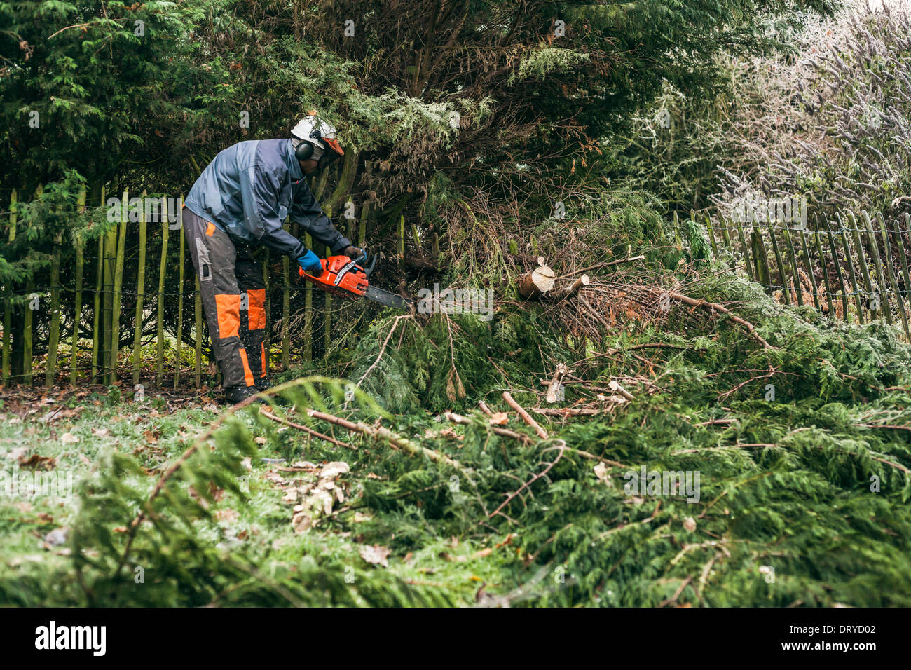 Professionelle Gärtner schneiden Baum mit der Kettensäge. Stockfoto