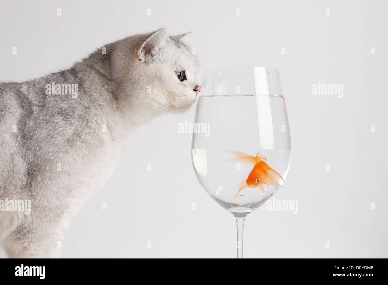 Weiße Katze starrte auf Goldfisch Stockfoto