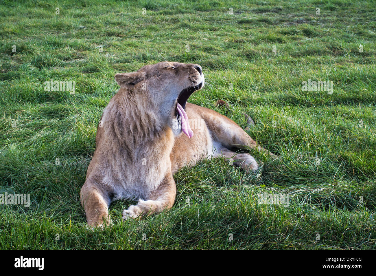 Eine afrikanische Löwin (Panthera Leo) sitzt und gähnt im Blair Drummond Safari Park, Stirlingshire, Schottland. Stockfoto