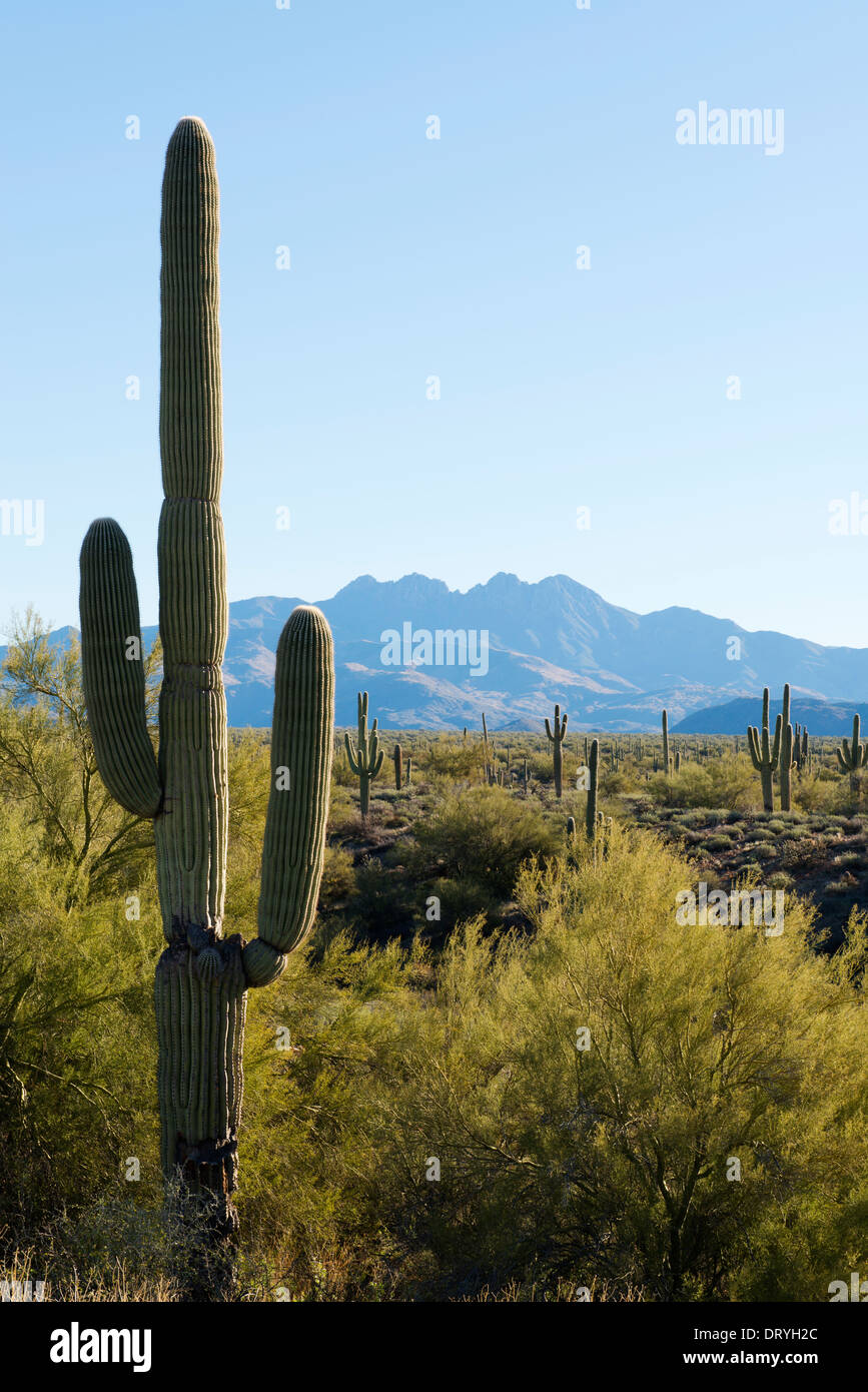 Die geschützte Saguaro-Kaktus in der Wüste in der Nähe von Scottsdale. Stockfoto