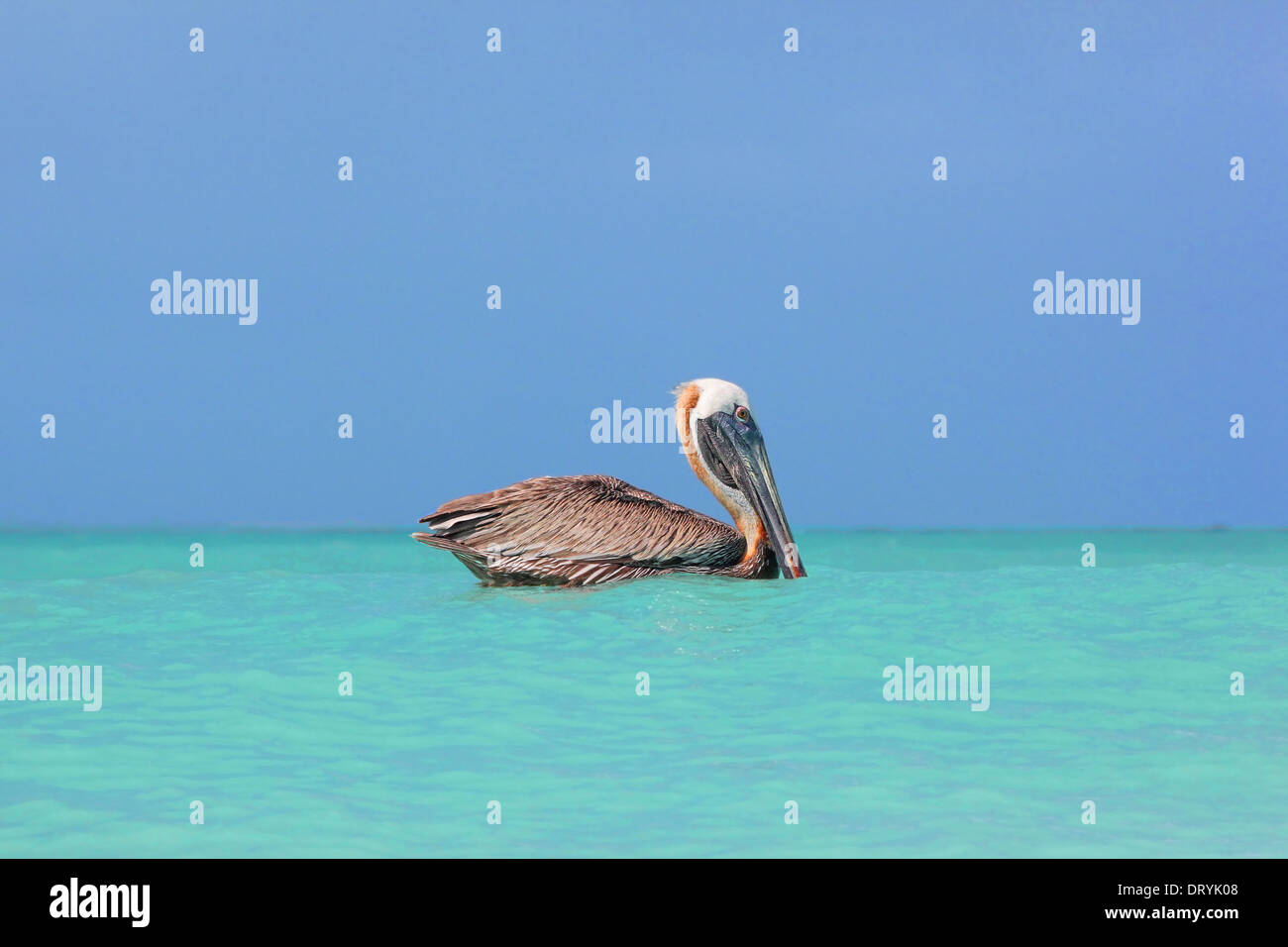 Brauner Pelikan (Pelecanus Occidentalis Carolinensis) Archipel de Los Roques National Park, Venezuela Stockfoto
